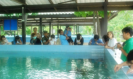 Royal Thai Navy officials helped flood evacuees pass the time with an informational visit to the Navy’s Sea Turtle Conservation Center in Sattahip.
